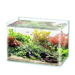 エメラルドグリーン 葉 花 草 火鉢 めだか鉢 金魚鉢 エメラルドグリーン 葉 花 草 火鉢 めだか鉢 金魚鉢 楽天市場